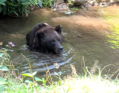 Bear Santuary Black Forest Germany 2018