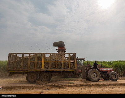 sugarcane fields in Khuzestan, Iran