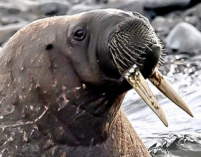 Walrus - Svalbard