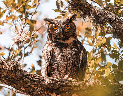 Brazos Bend Owls & Birds