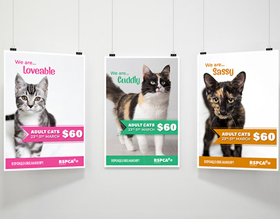 RSPCA QLD - Adult Cat Promotion