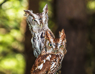 Eastern screech owl brothers, grey morph and red morph