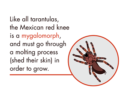 Mexican Redknee Tarantula Infographic