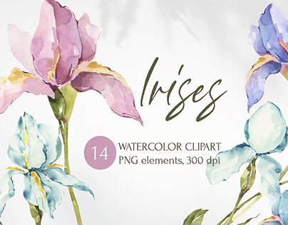 Watercolor Iris clipart. Floral png collection.