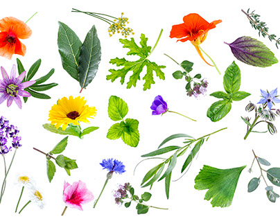 still life herbal Medicine