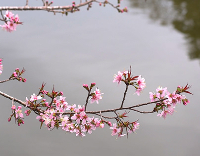 A note from Cherry Blossoms | Meghalaya