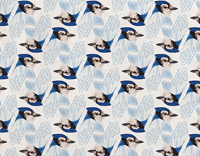 Blue Jay Wallpaper