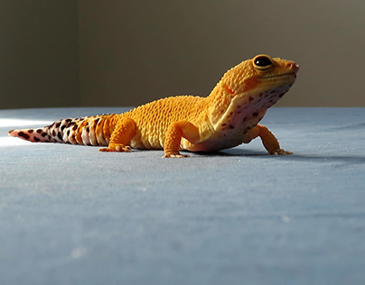 Guacamole the Gecko: a mini documentary