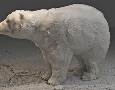 Urso polar 3D