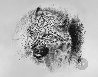 Charcoal drawing of a Leopard