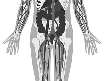 Internal Body Illustration