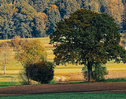 Autumn trees from long distance | Bavaria