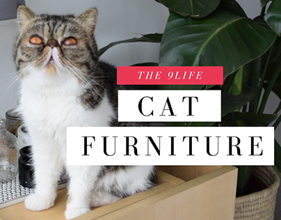 Hong Kong Designer Creates Furniture For Cats