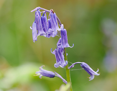 Week 4 Bluebell woods project brief