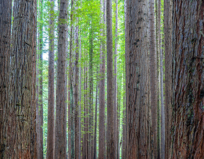 Californian Redwoods, Great Otway National Park