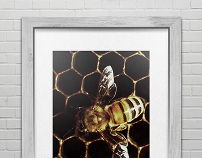 FREE PSD / Framed Poster / Bee