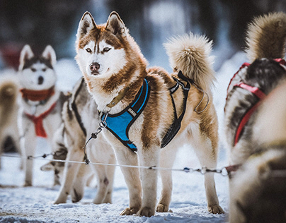 EVENT REPORTAGE. Winter dog sports competitions