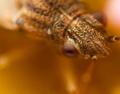 Big Eye Bug