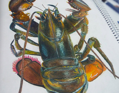 Lobster in Watercolor