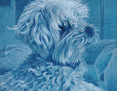 "Chandler," Colored Pencil Drawing
