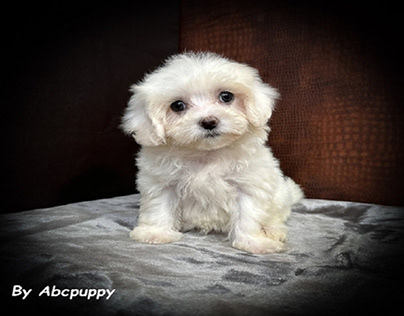 Miniature Toy Poodles For Sale Texas | Abcpuppy.com