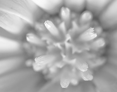 Edible flowers black and white photos