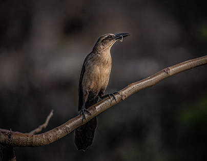 Project thumbnail - COLOMBIA: Birds of Sierra Nevada de Santa Marta