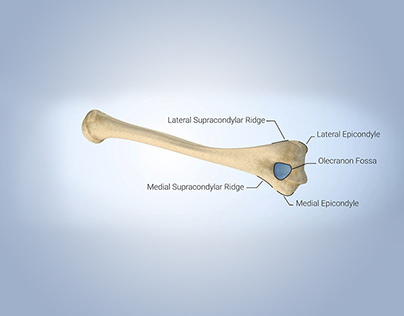 Humerous Bone Anatomy Study.