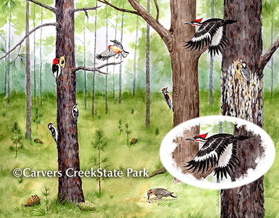 Carvers Creek Illustration