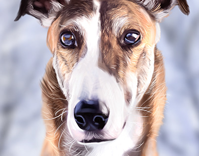 Sighthound portrait