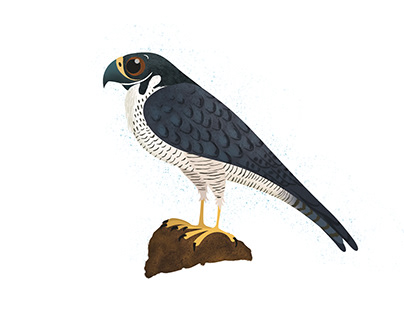 Falcons (Ara Kids, suplement Criatures del Diari Ara)