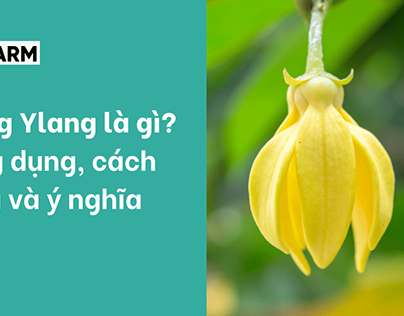 Ylang Ylang là gì? Tác dụng của tinh dầu Ngọc lan tây