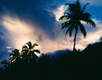Caribbean Palmtrees, Marigot Bay St. Lucia