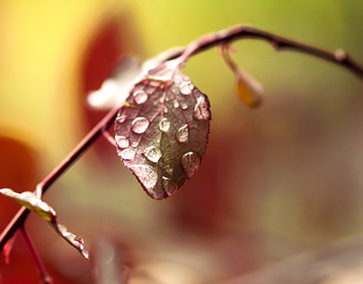Red Leaves with Waterdrops