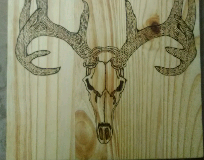 Mule deer skull on white pine
