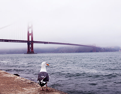 Golden Gate Bridge in a Foggy Morning