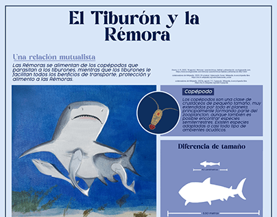 Lamina relación mutualista entre Tiburón y Rémora