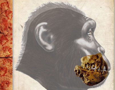 Australopithecus anamensis - KO 136 (Book Project)