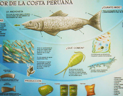 Infografía - Mar Peruano