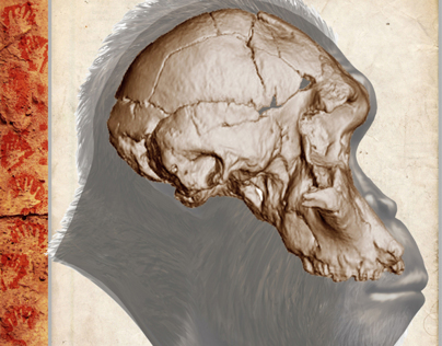 Australopithecus africanus - STW 505 (Book Project)