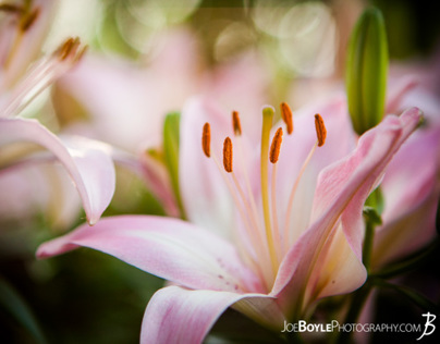 Flower Photography - Lilies