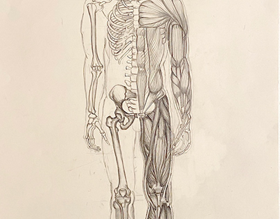 Skeletal and Muscular Analysis