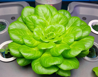 A hydroponic farm can grow more crops.