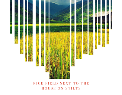 Rice field next to the house on stilts