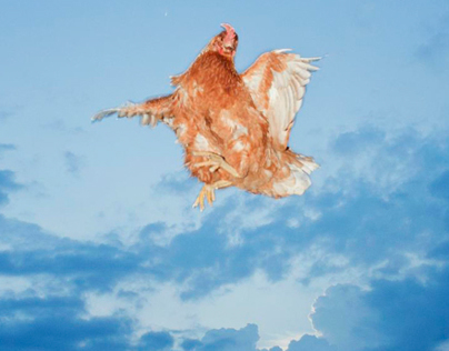 Flying Chickens