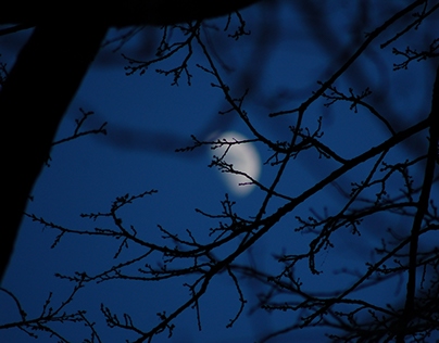 Oak tree and the Moon