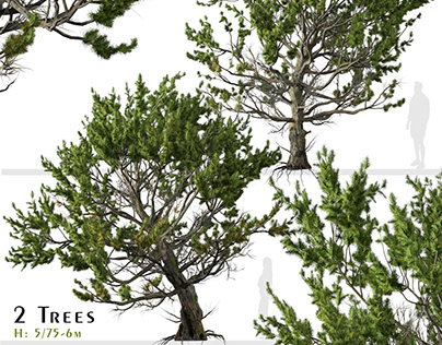 Set of Limber pine Tree ( Pinus flexilis ) (2 Trees)