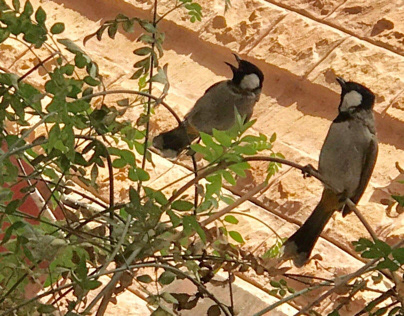 White eared bulbul ( journey from egg to babies).