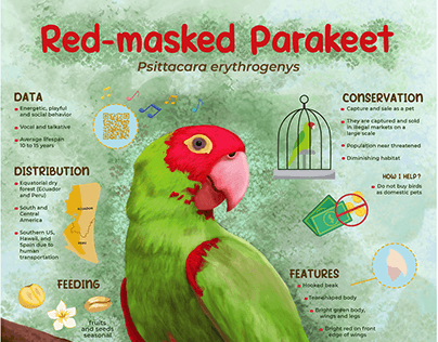 infographic_Red-masked Parakeet