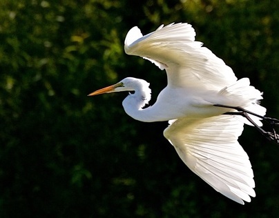 Great Egrets in Flight